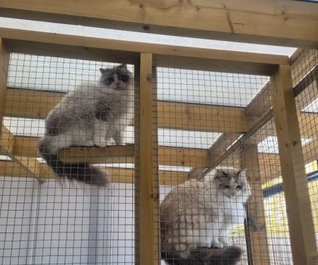 Furry Friends Petcare Services