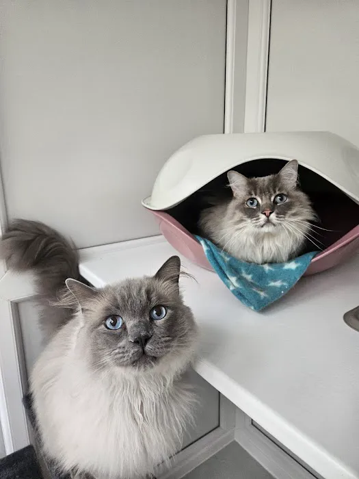 Furry Friends Petcare Services Picture 2
