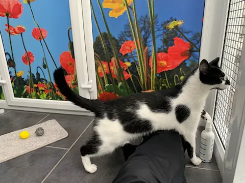 The Haven Luxury Cat Hotel Picture 2