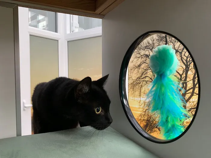The Haven Luxury Cat Hotel Picture 3