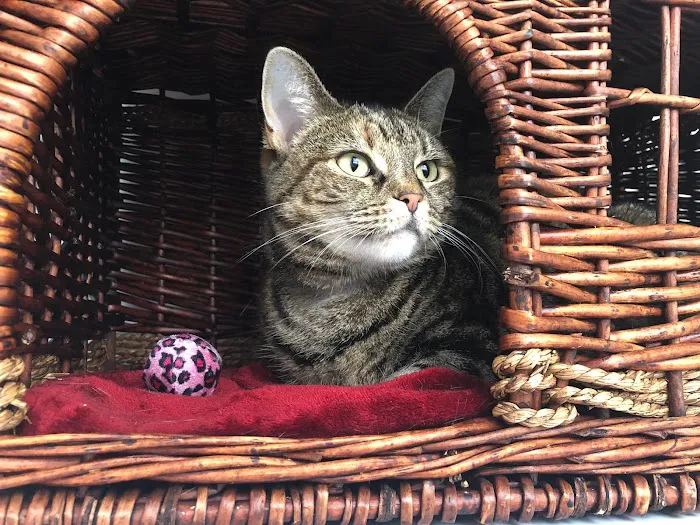 The Haven Luxury Cat Hotel Picture 6