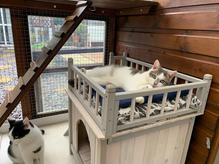 The Haven Luxury Cat Hotel Picture 5