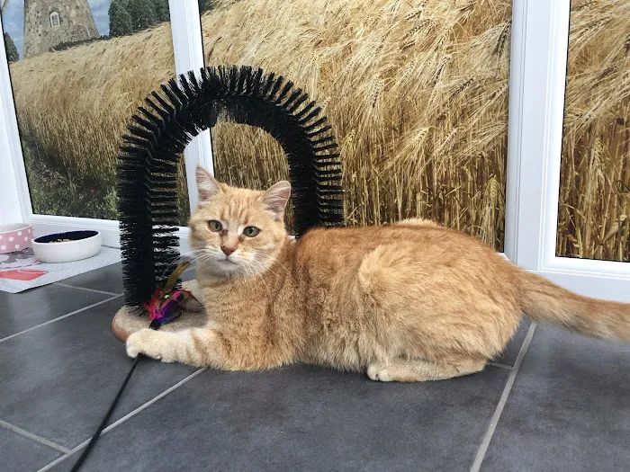 The Haven Luxury Cat Hotel Picture 7