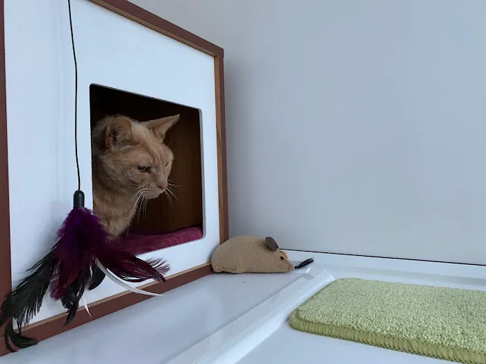 The Haven Luxury Cat Hotel Picture 10