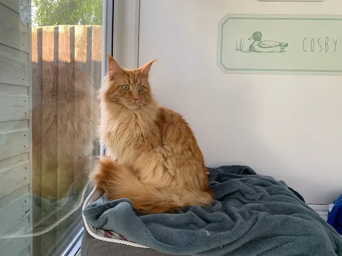 The Haven Luxury Cat Hotel Picture 8