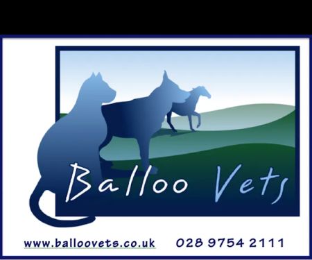 Balloo Vets