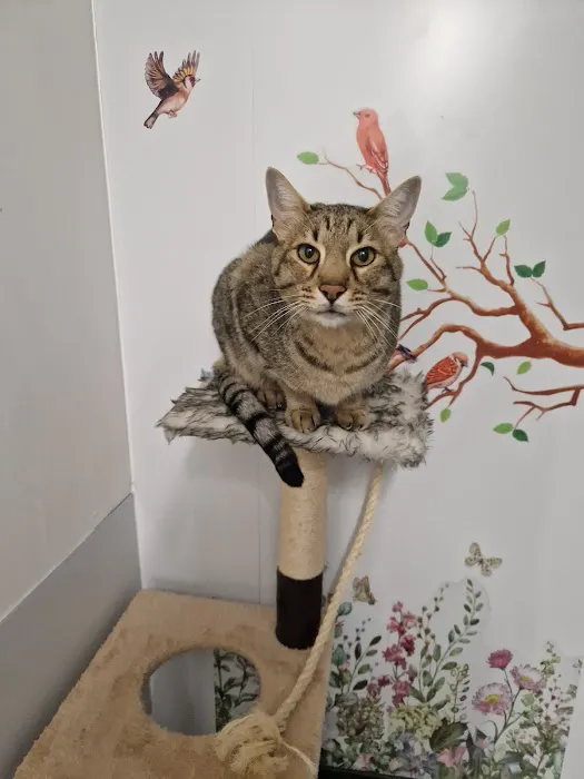 The Tickhill Scratching Post Picture 7