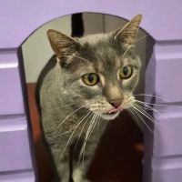 Lilac Lodge Cattery ico