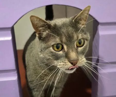 Lilac Lodge Cattery
