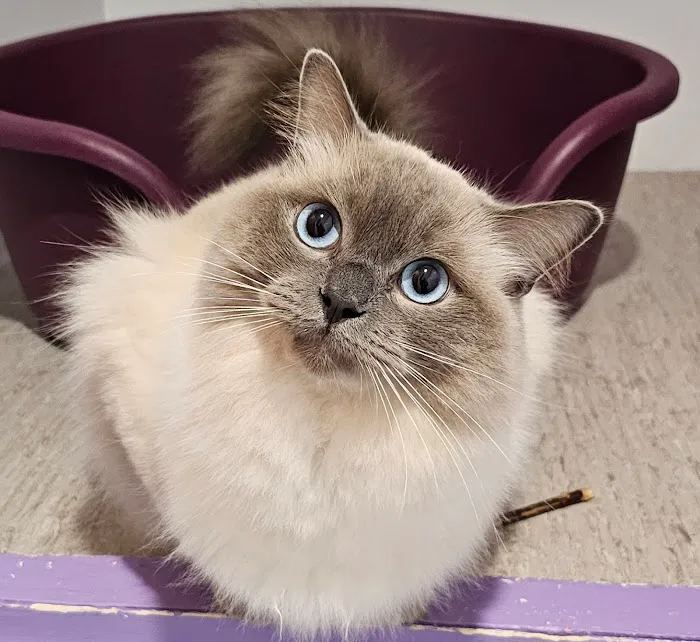 Lilac Lodge Cattery Picture 5