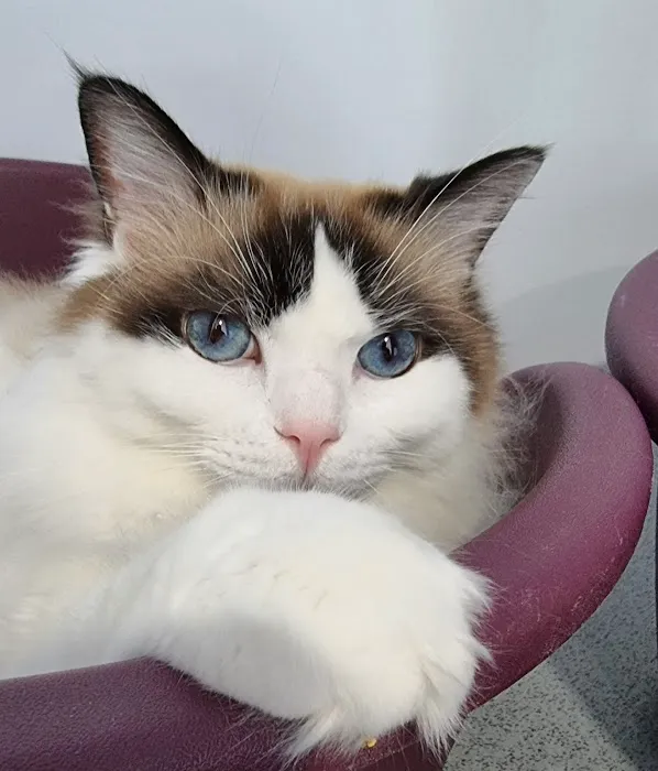 Lilac Lodge Cattery Picture 4