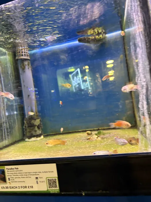 Maidenhead Aquatics Lisburn Picture 1