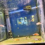 Maidenhead Aquatics Lisburn