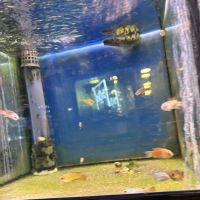 Maidenhead Aquatics Lisburn ico