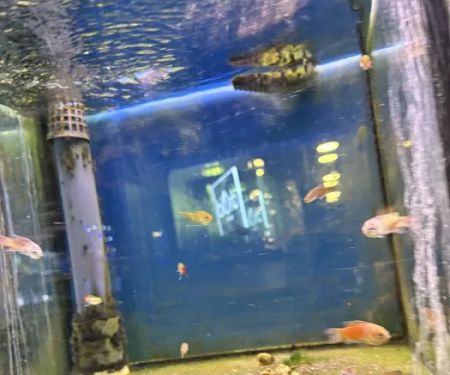 Maidenhead Aquatics Lisburn