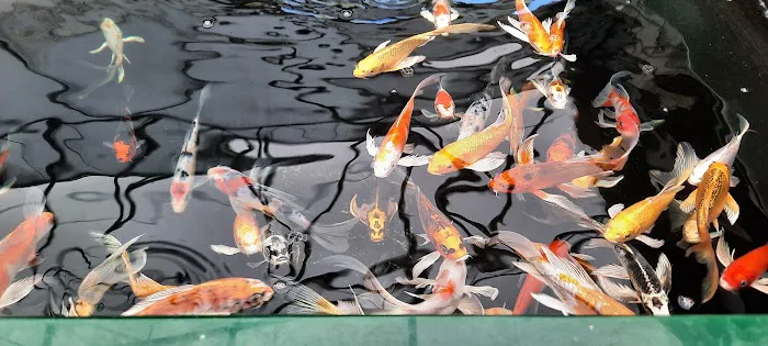 Maidenhead Aquatics Lisburn Picture 5