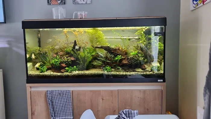 Maidenhead Aquatics Lisburn Picture 4