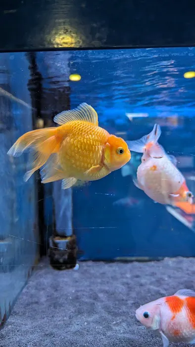 Maidenhead Aquatics Lisburn Picture 8