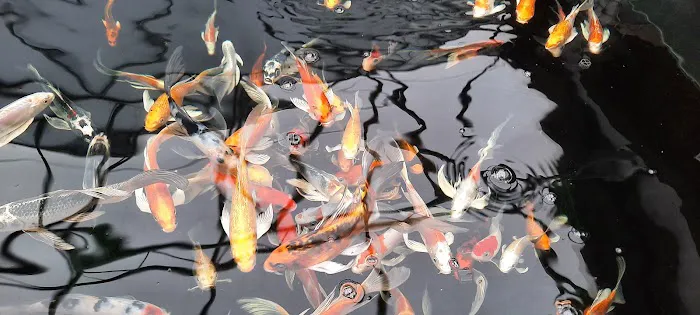 Maidenhead Aquatics Lisburn Picture 9