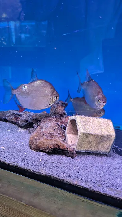 Maidenhead Aquatics Lisburn Picture 7