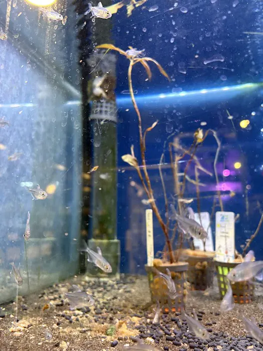 Maidenhead Aquatics Lisburn Picture 10