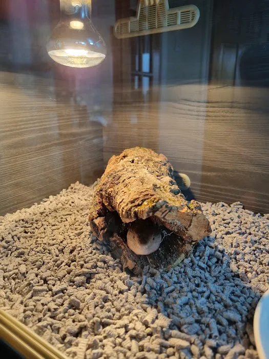 Reptile Hunters Picture 8