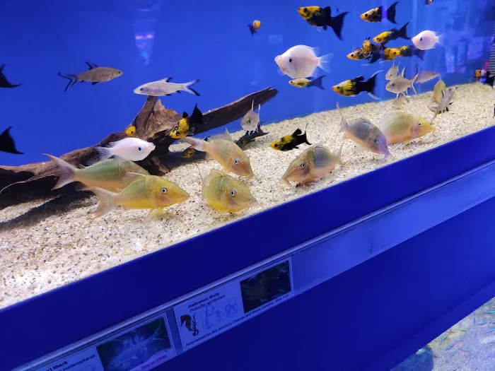 Grosvenor Tropicals Picture 2