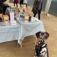 Barkelicious Bakes Boutique ico