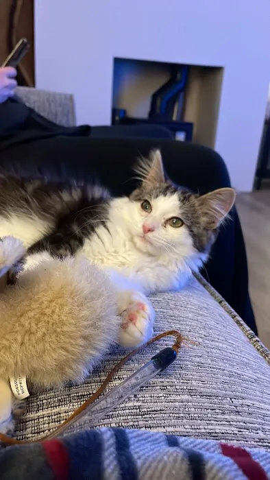 Pets at Home Lisburn Picture 4