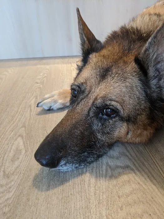 Dermvet Skin & Ear Clinic Picture 7
