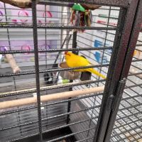 Jollyes - The Pet People Lisburn ico