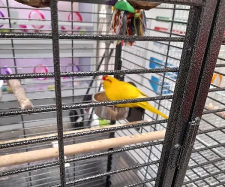 Jollyes - The Pet People Lisburn