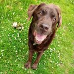 Vets for Pets - Leicester Beaumont Leys