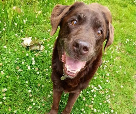 Vets for Pets - Leicester Beaumont Leys