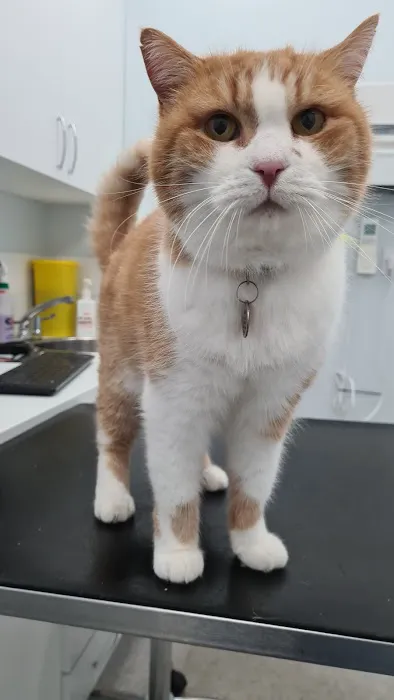 Vets for Pets - Leicester Beaumont Leys Picture 5