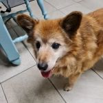 Oldstone Veterinary Clinic