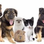www.dexters-pet.shop