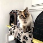 The Cats Whiskers Cattery East Yorkshire