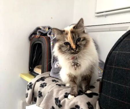 The Cats Whiskers Cattery East Yorkshire