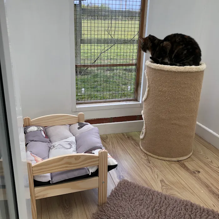 The Cats Whiskers Cattery East Yorkshire Picture 6