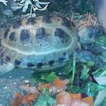 Medivet Patrington - Cygnet Veterinary Service