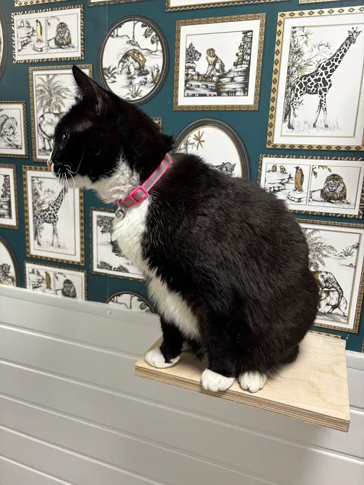 The Regent Street Cattery Picture 2