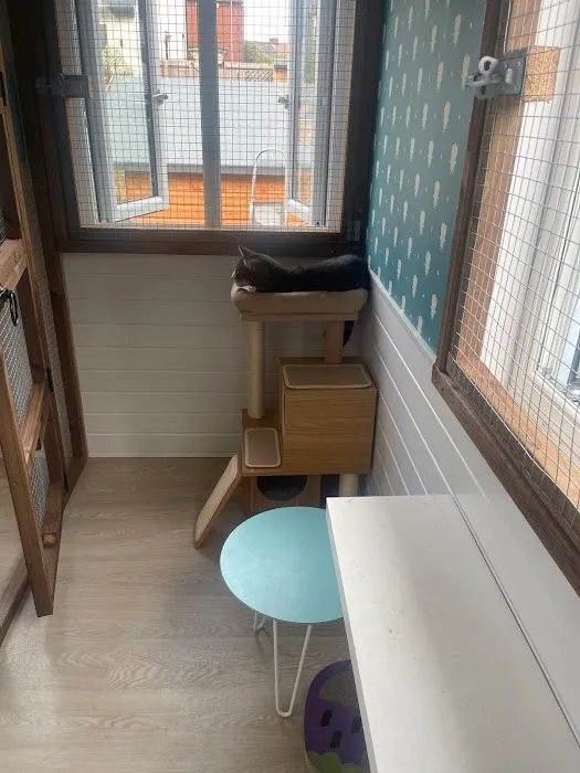 The Regent Street Cattery Picture 3