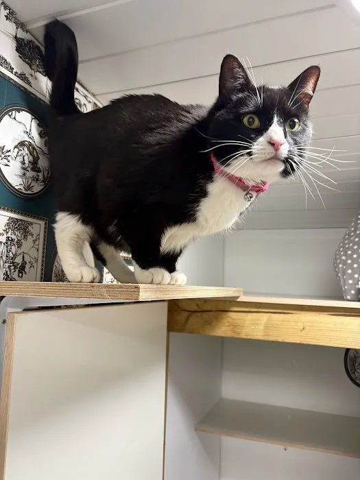The Regent Street Cattery Picture 4