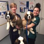 Ash Tree Vets, Desborough