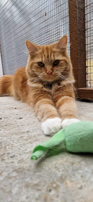 Highlands Boarding Cattery Picture 1