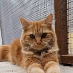 Highlands Boarding Cattery