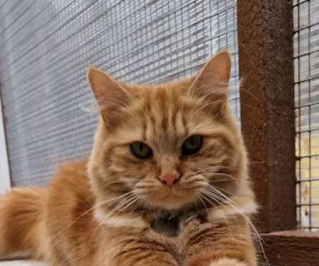 Highlands Boarding Cattery