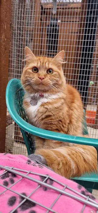 Highlands Boarding Cattery Picture 5