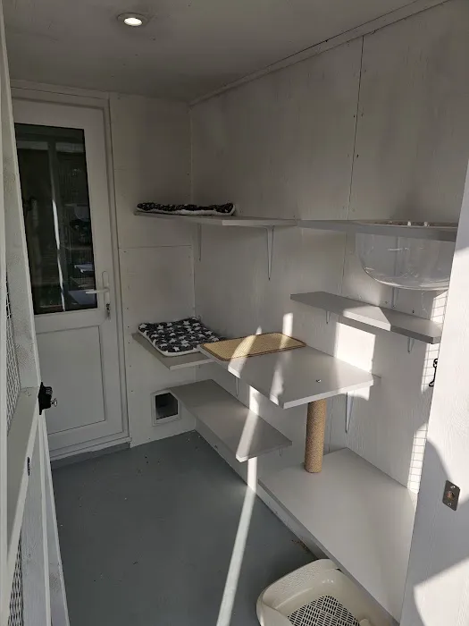 Purrchester cat & small animal Hotel Picture 6